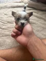 Jack Russell long hair male
