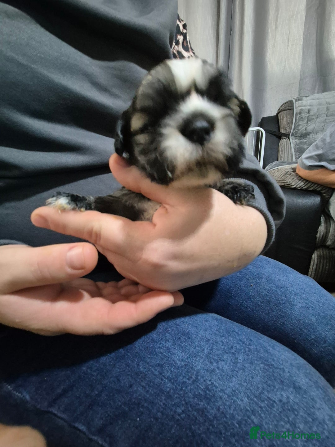 Mixed Breed dogs for sale: Chubby beautiful puppies - Image 1