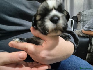 Mixed Breed dogs - Advert 13