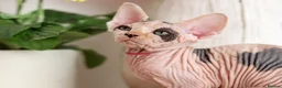 Sphynx cats for sale: Beautiful Pedigree Sphynx Kittens  - Advert 16
