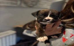 Boxer dogs for sale: Gorgeous Kc Boxer Puppies - Image 14