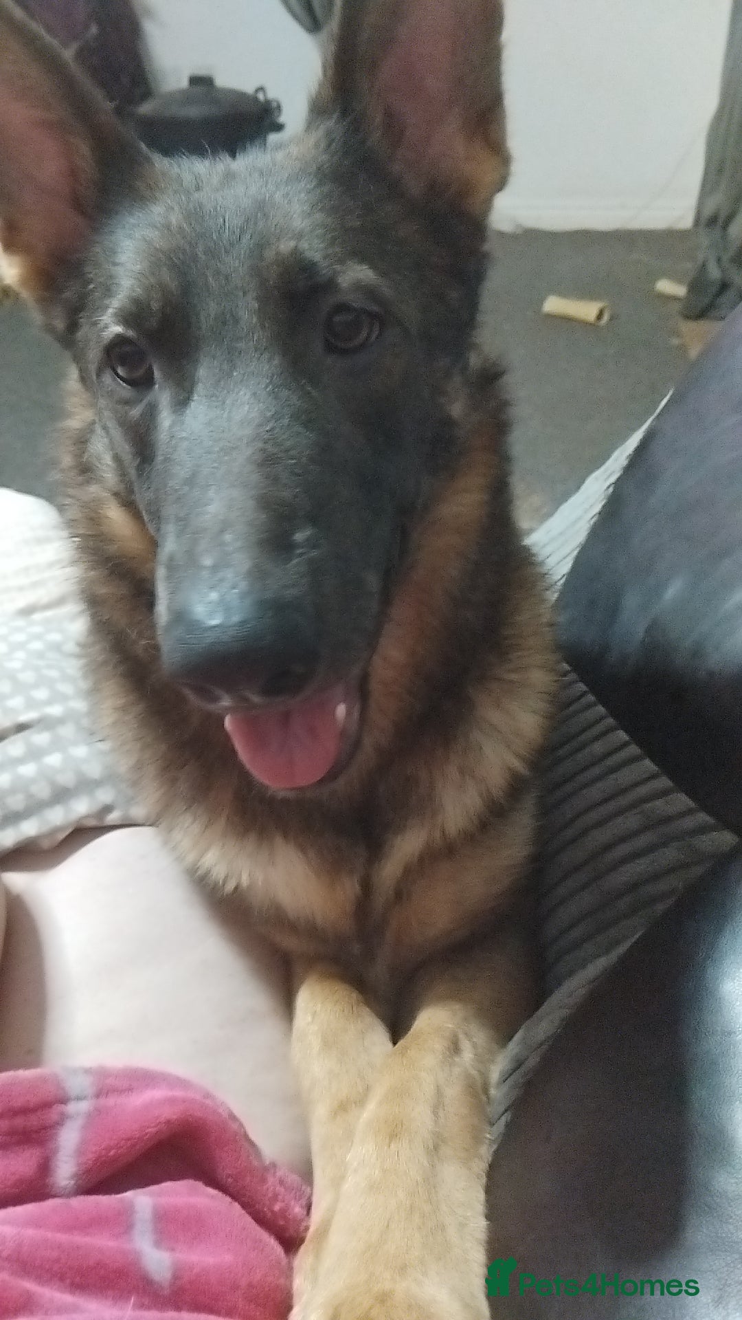 German Shepherd dogs for sale: Loving playful girl - Advert 1