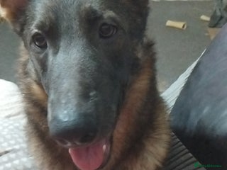 German Shepherd dogs Loving playful girl - Advert 5