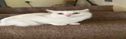 Turkish Angora cats for sale: 8 month old Male Kitten Urgently Seeking Home - Advert 5