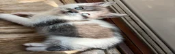 British Shorthair cats for sale: Stunning fluffy kittens ready for you loving home - Advert 24