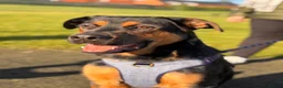 Mixed Breed dogs for sale: Hugo The Shepwiler - Advert 15
