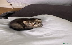 Scottish Fold cats for sale: 1 fold 2 straight Scottish darlings  - Image 10