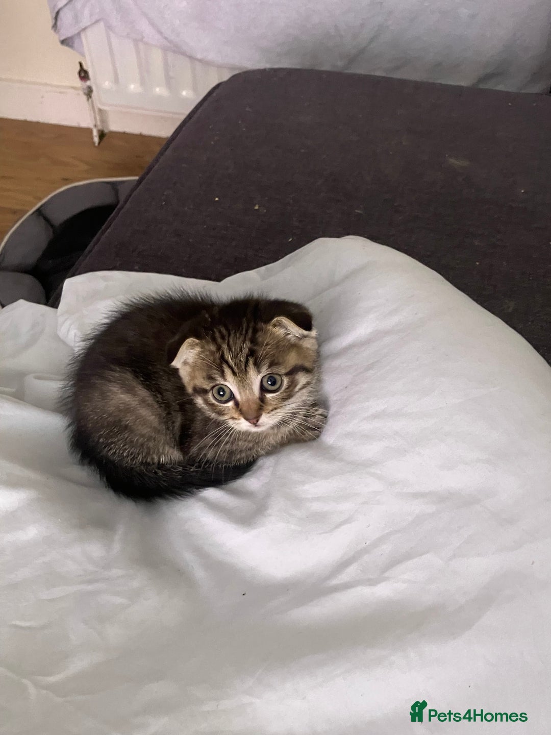 Scottish Fold cats for sale: 1 fold 2 straight Scottish darlings  - Image 10