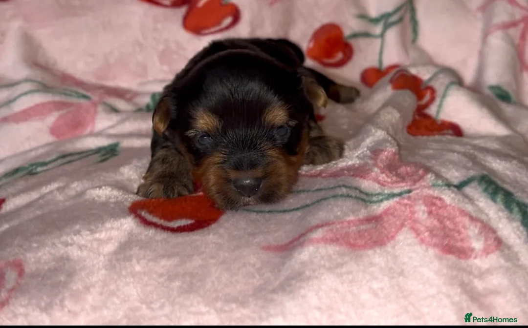 Yorkshire Terrier dogs for sale: Beautiful Standard Size Yorkshire Terrier Puppies - Advert 11