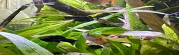 Platies fish for sale: Tropical Fish–Platty, Blue Cichlids, Swordtails - Advert 6