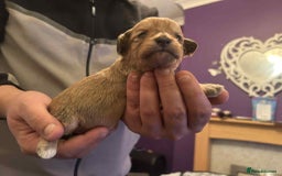 Mixed Breed dogs for sale: Bichon Frise / jackapoo puppies - Image 9