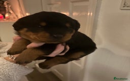 Rottweiler dogs for sale: Rottweiler Puppies  - Image 7