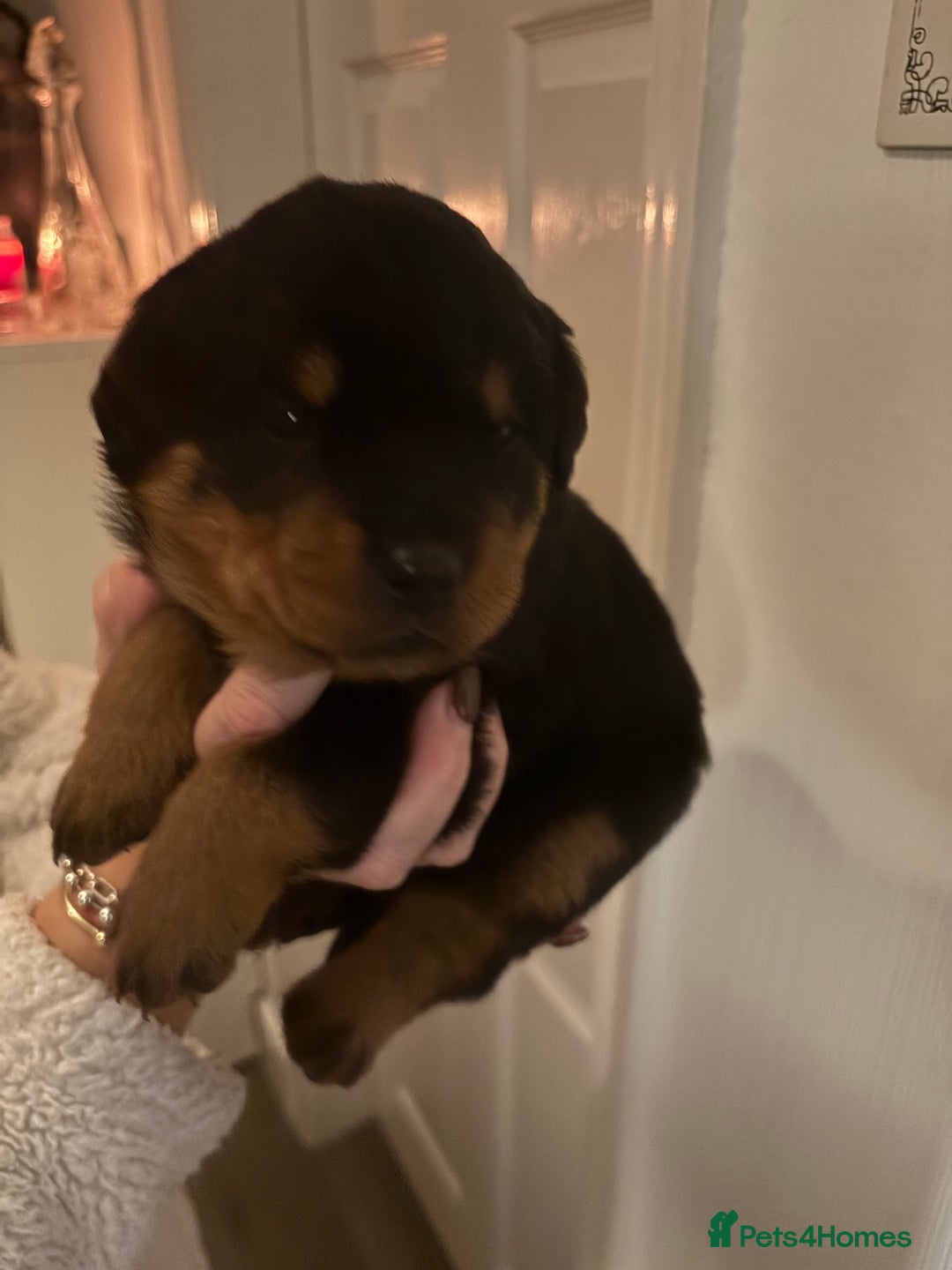 Rottweiler dogs for sale: Rottweiler Puppies  - Image 7