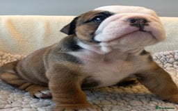 English Bulldog dogs for sale:  champion rosebull his royal highness puppies - Image 9