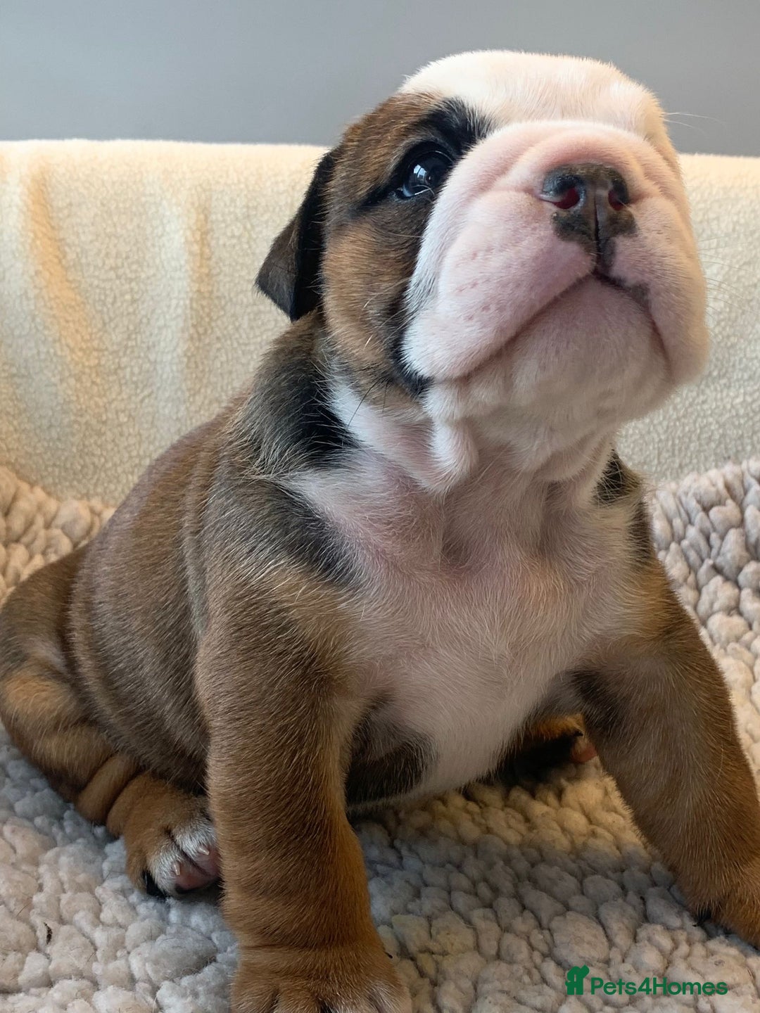 English Bulldog dogs for sale:  champion rosebull his royal highness puppies - Image 9