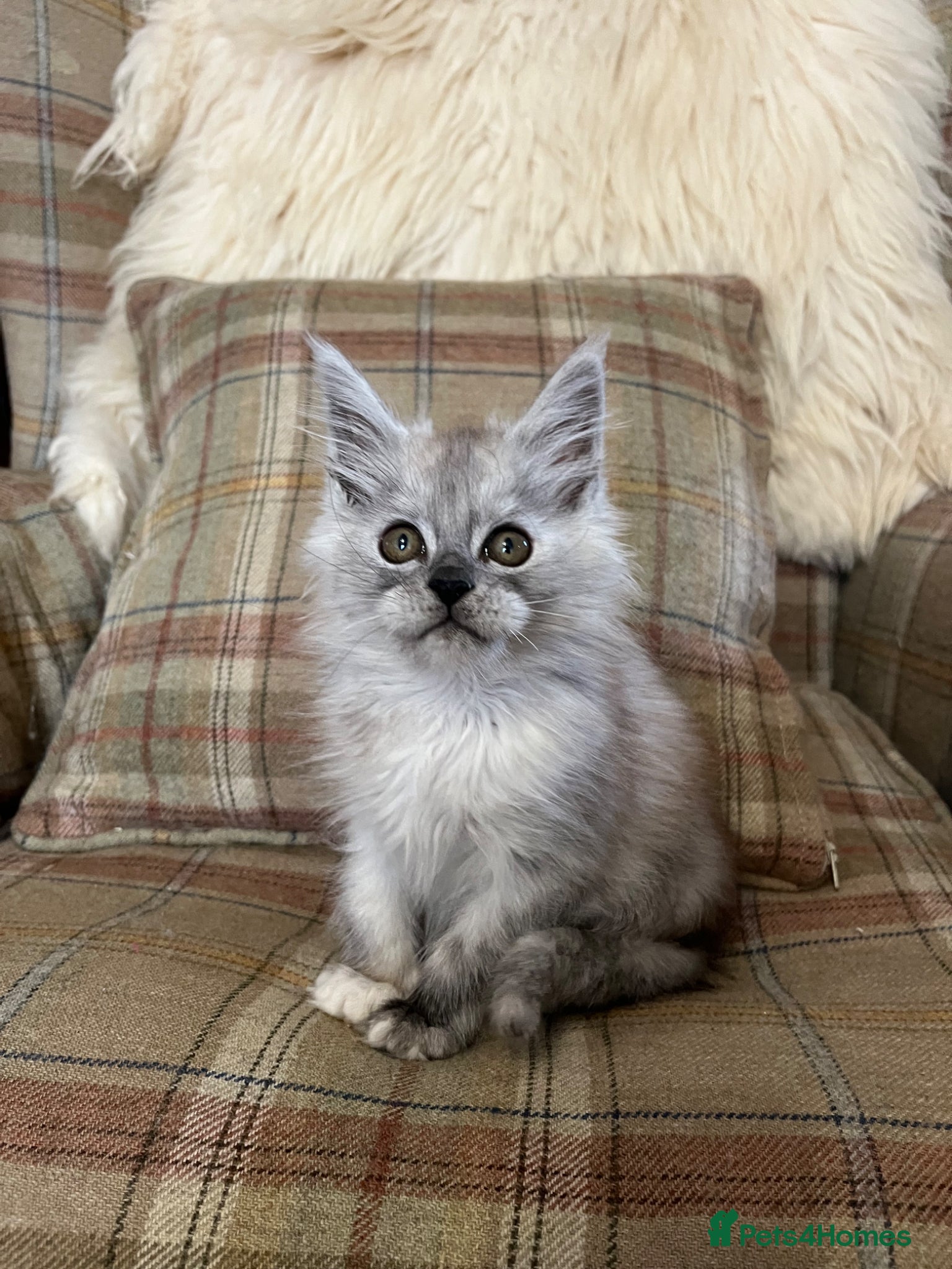Mixed Breed cats ⭐️Beautiful Half-Maine Coon Kitten⭐️ - Advert 1