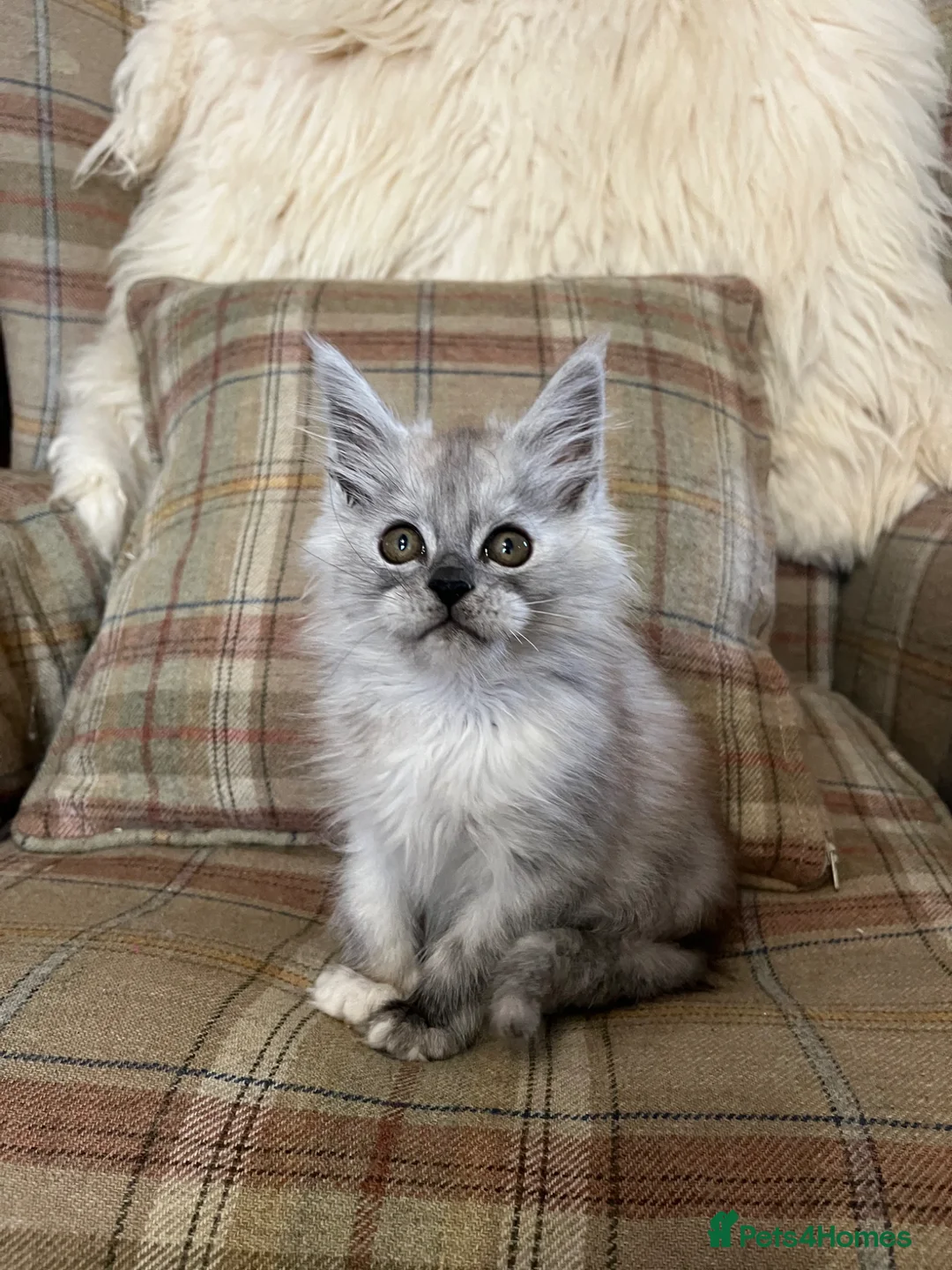 Mixed Breed cats for sale: ⭐️Beautiful Half-Maine Coon Kitten⭐️ - Advert 1
