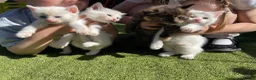 Mixed Breed cats for sale: 💕 beautiful kittens available 💕 - Advert 7