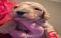 Cockapoo dogs for sale: Cockapoo puppies - Advert 5