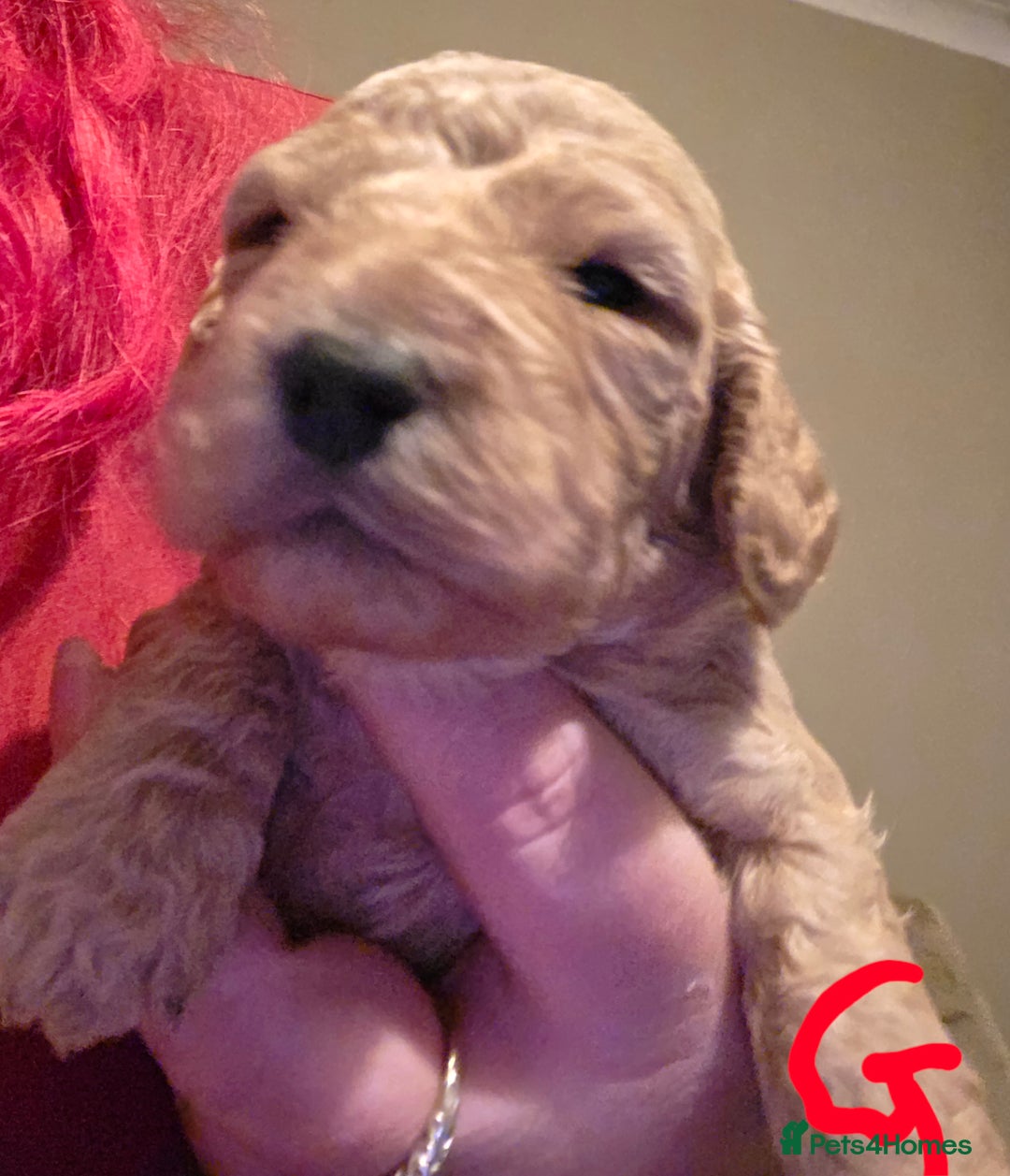 Cockapoo dogs for sale: Cockapoo puppies - Advert 5