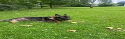 German Shepherd dogs for sale: Barney 2 year old German shepherd male  in Hyde - Advert 3
