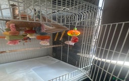 Cockatiels birds for sale: Male cockatiel bird  - Image 5