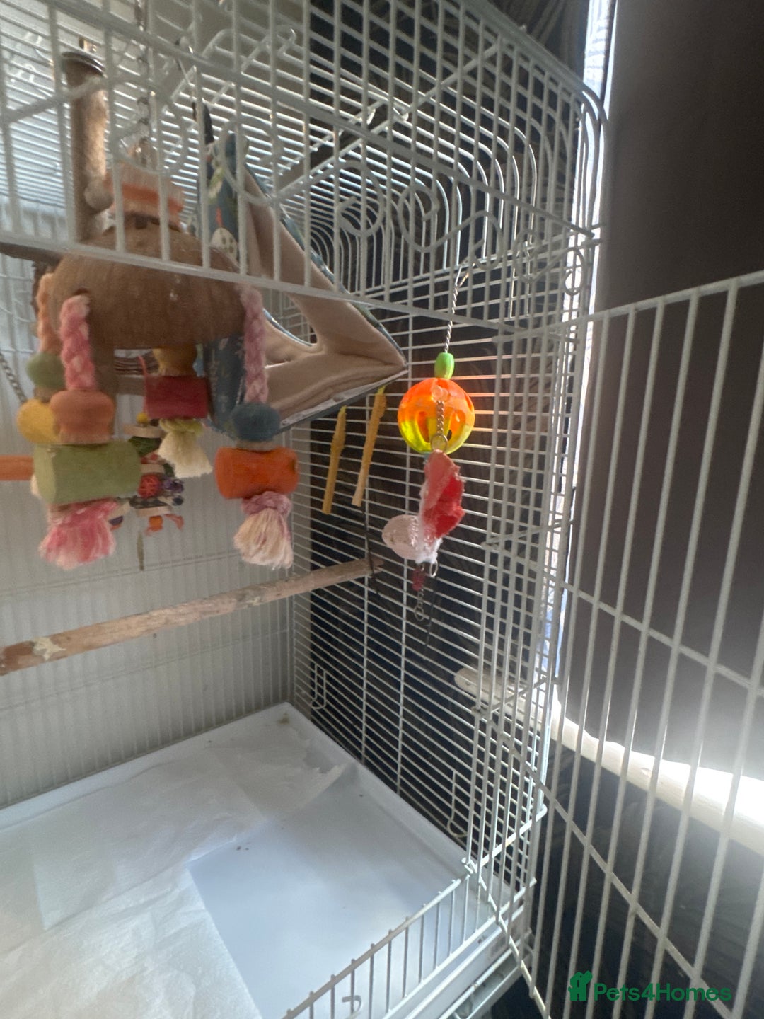 Cockatiels birds for sale: Male cockatiel bird  - Image 5