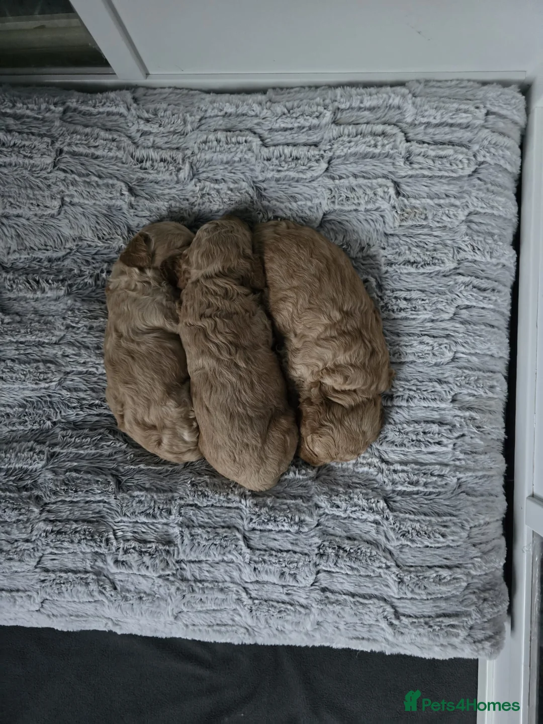 Cockapoo dogs for sale: F1B cockapoo puppies - Advert 4