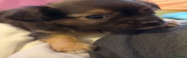 Yorkie 