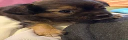 Chihuahua dogs for sale: Four gorgeous Chihuahua puppies - Advert 1