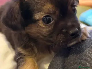 Chihuahua dogs Four gorgeous Chihuahua puppies - Advert 7