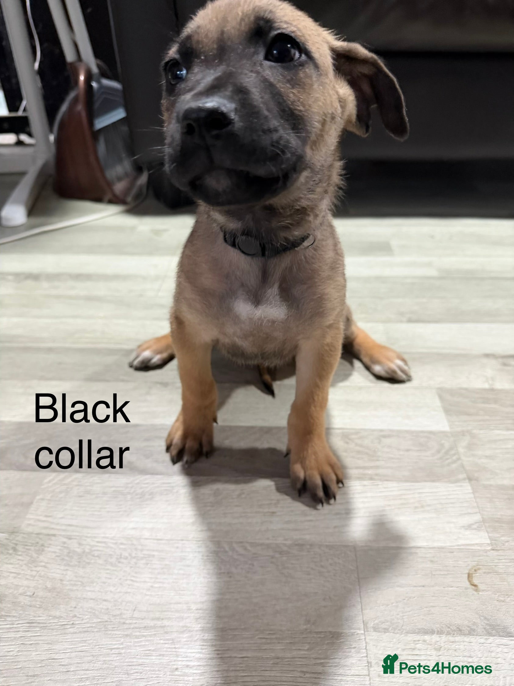 Mixed Breed dogs Belgium malinios x cane corso mix - Advert 2