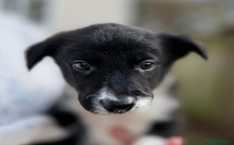 Border Collie dogs 8 week old border collie puppies  - Advert 6