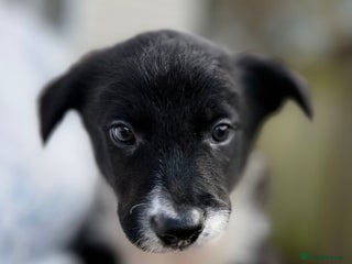 Border Collie dogs 8 week old border collie puppies - Advert 1