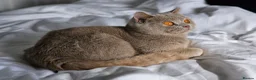 British Shorthair cats for sale: GCCF BSH from champion parents - Advert 2