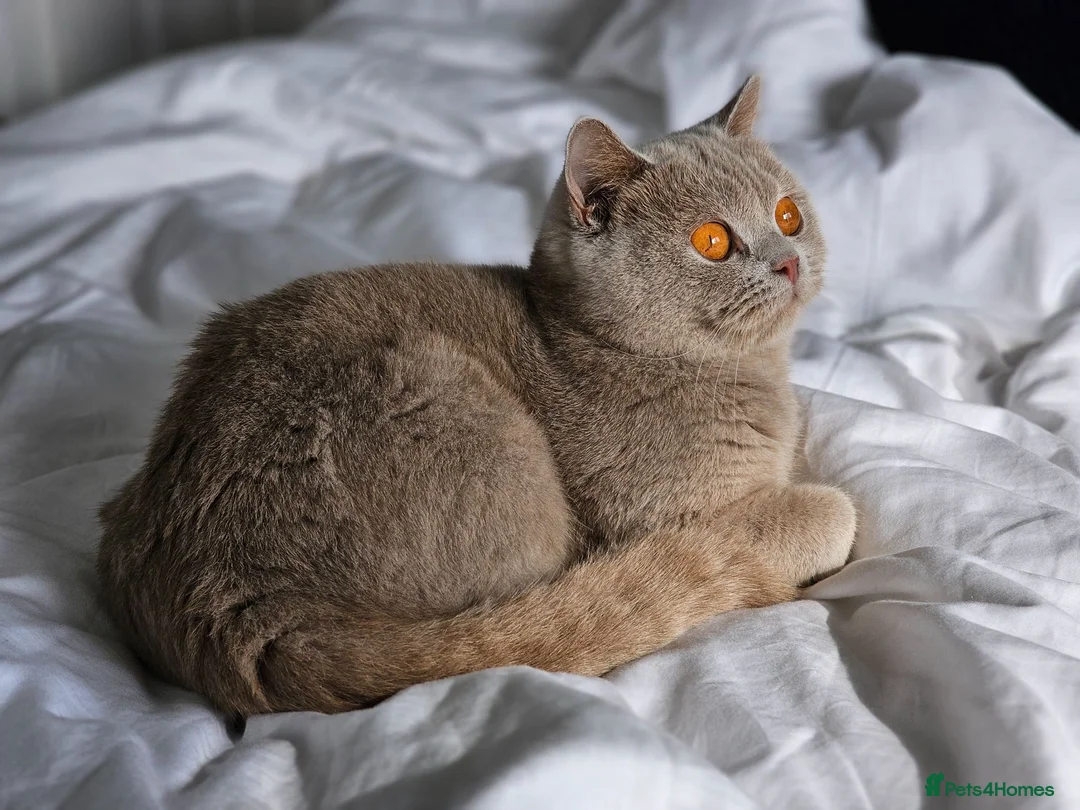 British Shorthair cats for sale: GCCF BSH from champion parents - Advert 2