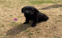 Labrador Retriever dogs for sale: Labrador puppies  - Image 5