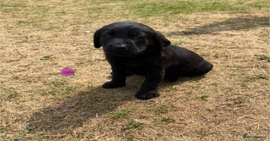 Labrador Retriever dogs - Advert 3