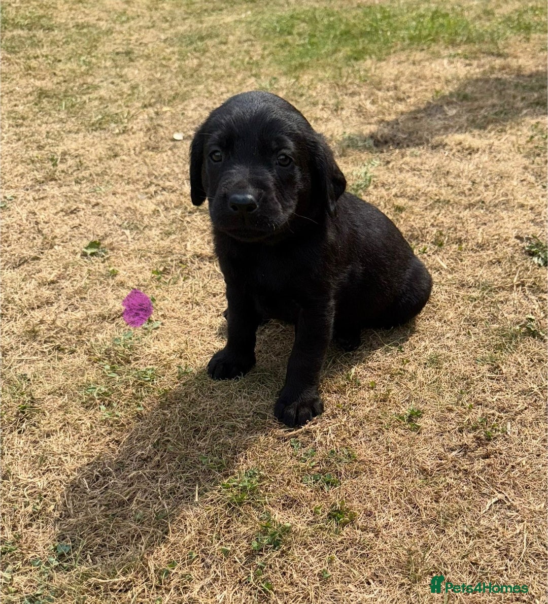 Labrador Retriever dogs for sale: Labrador puppies  - Image 5