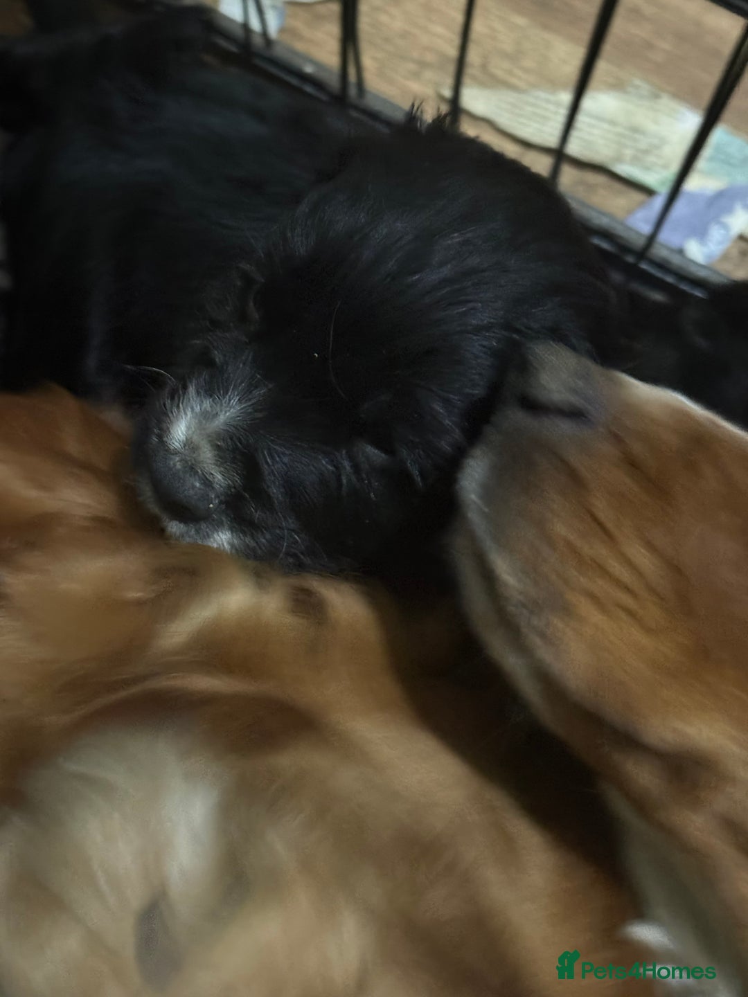 Cocker Spaniel dogs for sale: Cocker spaniel puppies - Advert 5