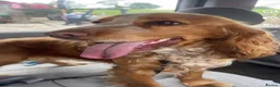 Cocker Spaniel dogs for stud: Cocker Spaniel Stud Available  in Dungannon - Advert 5