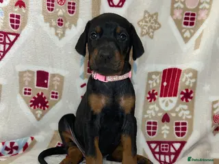 Dobermann dogs 🩶 Top quality KC registered Doberman puppies! 🩶 - Advert 9
