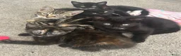 Mixed Breed cats for sale: 6 kittens for sale  - Advert 1