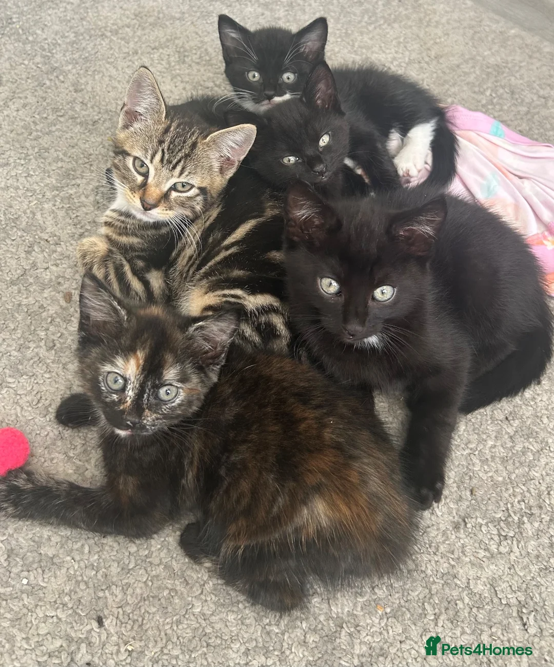 Mixed Breed cats for sale: 6 kittens for sale  - Advert 1