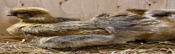 Chickens poultry for sale: Silkie  - Advert 7