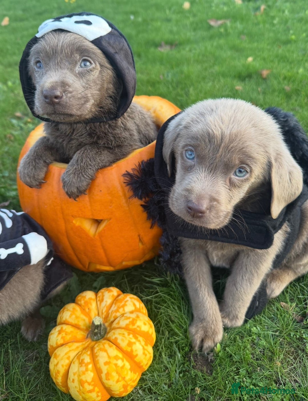 Labrador Retriever dogs for sale: Stunning silver lab puppies  - Image 5