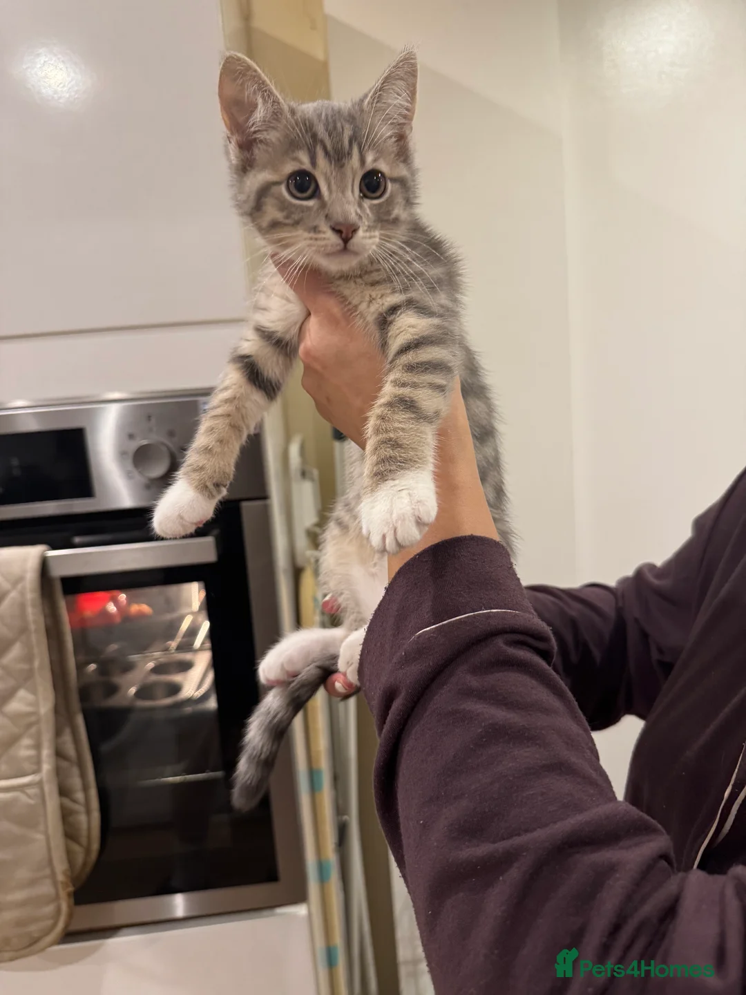 Mixed Breed cats for sale: Beautiful Kittens Ready for Their Forever Homes - Advert 3