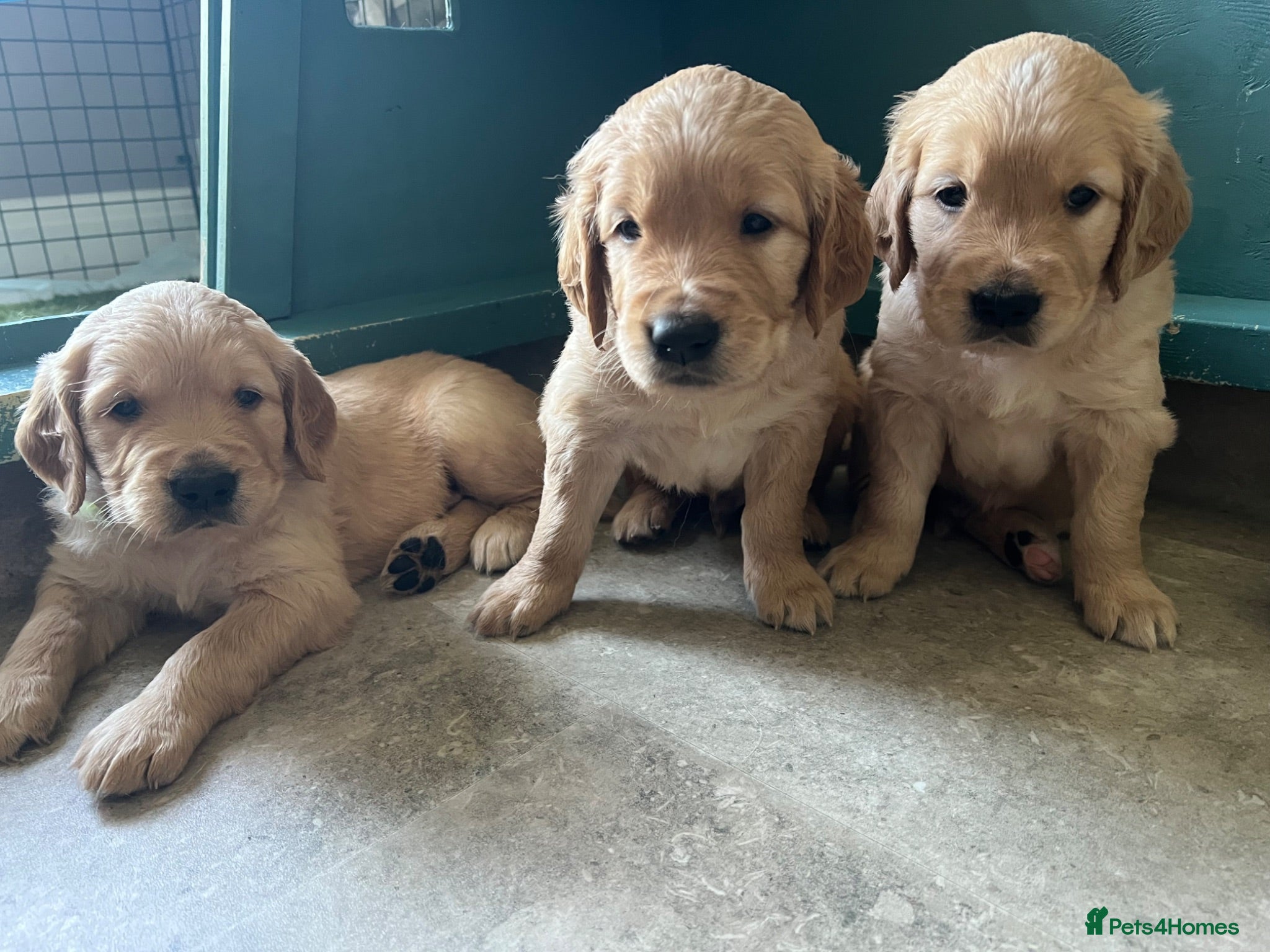 Golden Retriever dogs KC Reg Golden Retriever pups-ready mid August 2026 - Advert 3