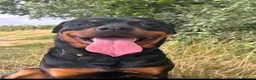 Rottweiler dogs for stud: Handsome male Rottweiler 2 years  - Advert 8