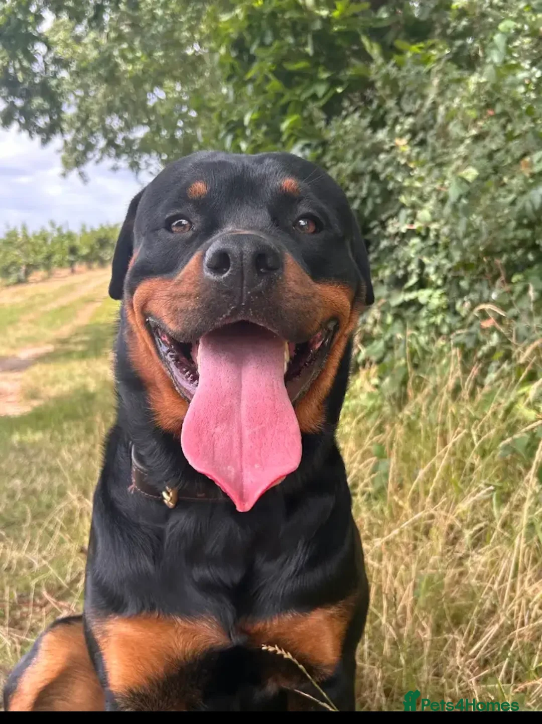 Rottweiler dogs for stud: Handsome male Rottweiler 2 years  - Advert 8